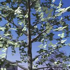 Plant a tree in augmented reality with realistic lighting & shadows